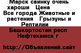 Марск свинку очень хароши › Цена ­ 2 000 - Все города Животные и растения » Грызуны и Рептилии   . Башкортостан респ.,Нефтекамск г.